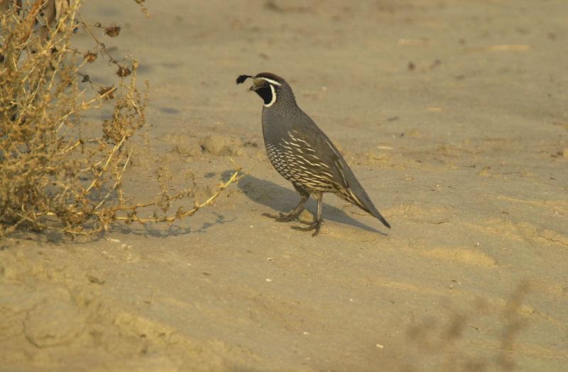 A California Quail on sandy ground with a plant nearby.