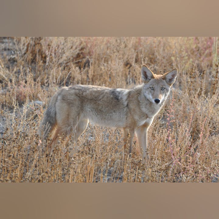 A coyote standing in dry grass, looking at the camera.