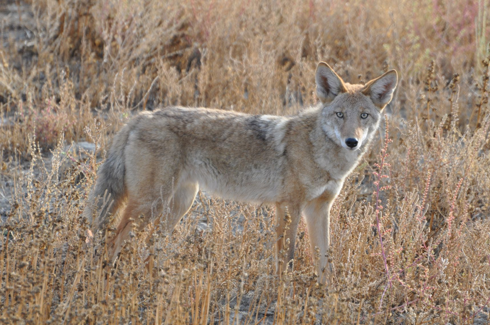 A coyote standing in dry grass, looking at the camera.