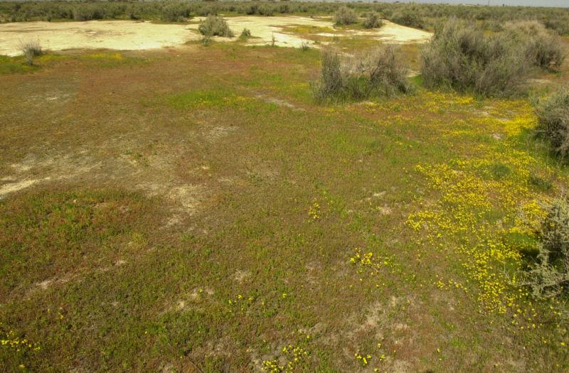 Semi-arid landscape with scattered yellow wildflowers, shrubs, and bare patches of soil.