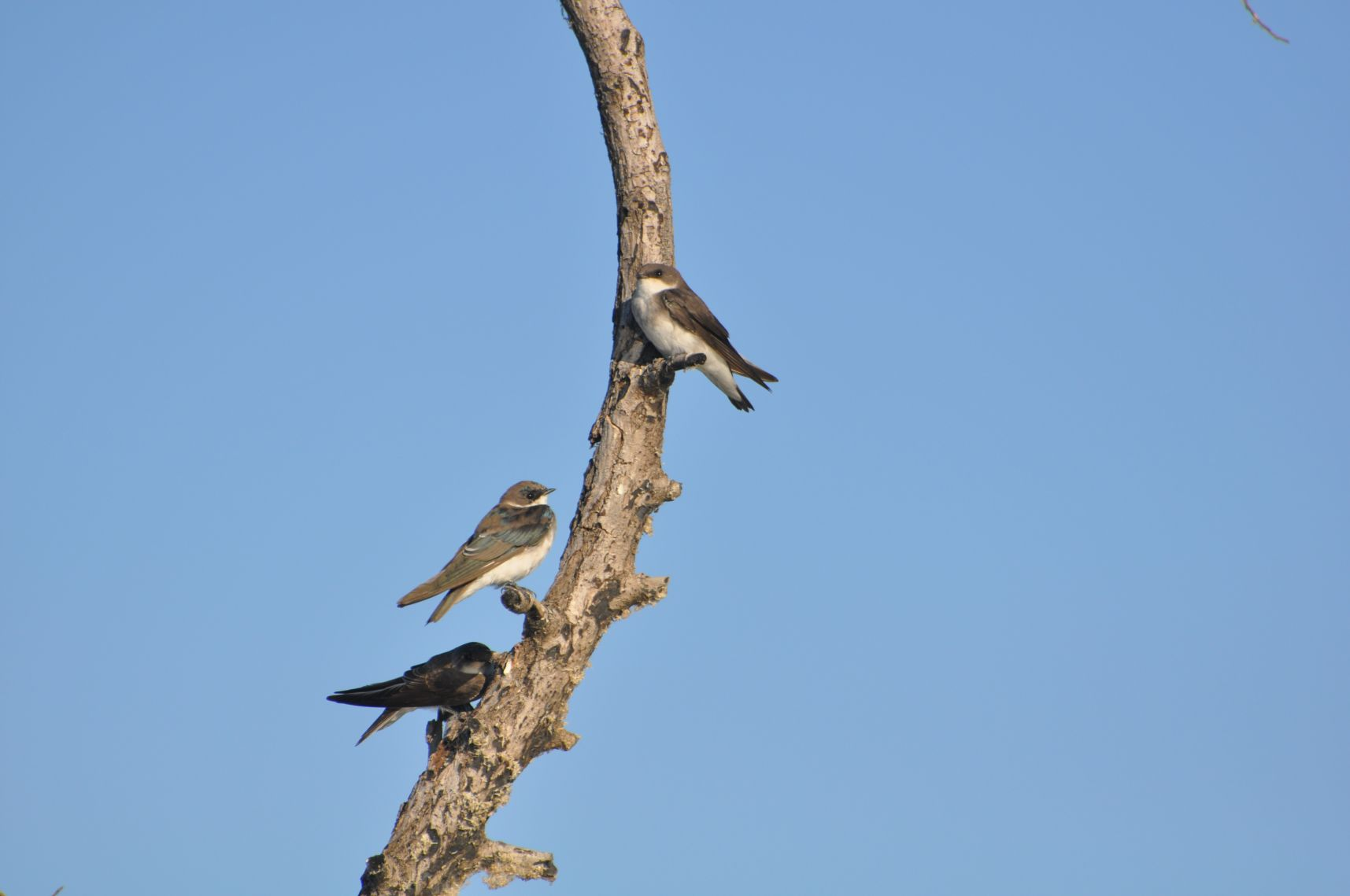 Three birds perched on a bare tree branch against a clear blue sky.