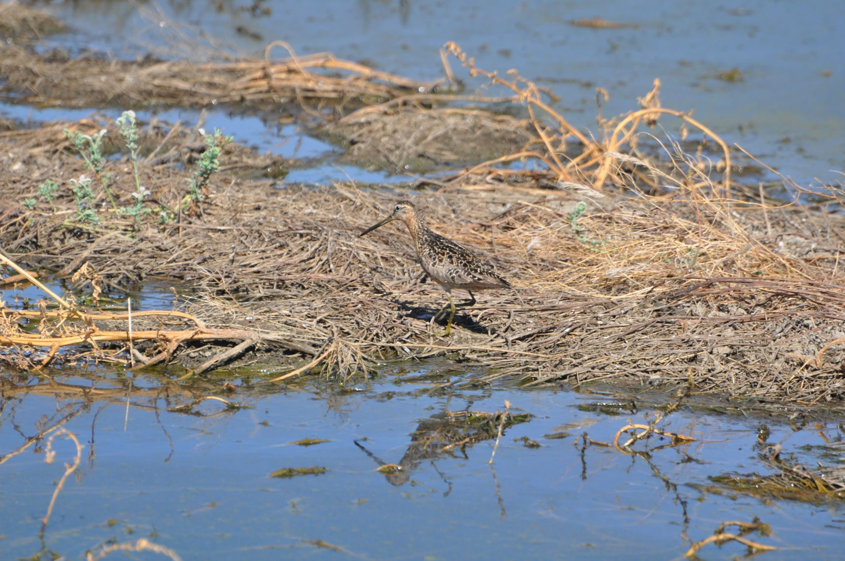 A bird camouflaged among dry reeds by water.