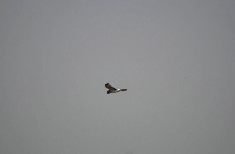 A bird flying against a clear sky.