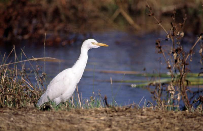 A white egret stands near water with grass and foliage in the background.