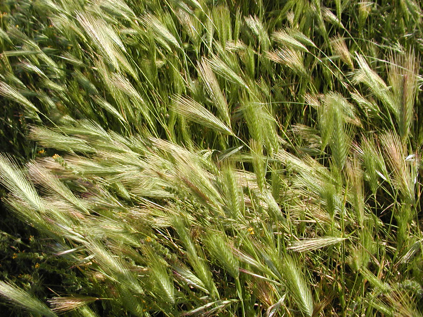 A field of green barley swaying in the light.