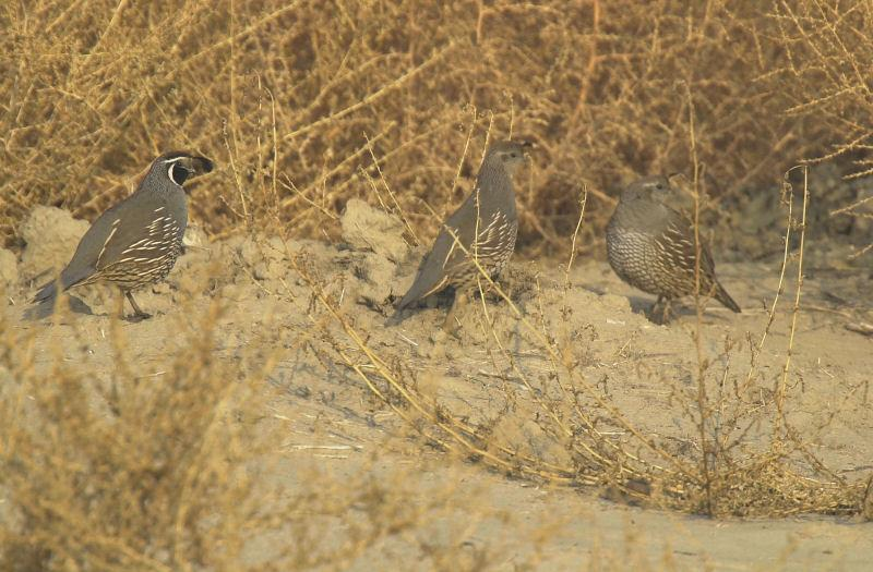 Three quails in a dry, brushy habitat.