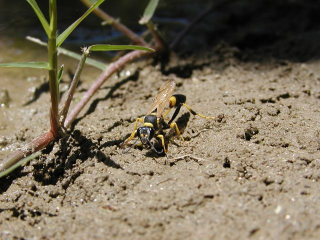 A wasp on sandy soil with green plants.