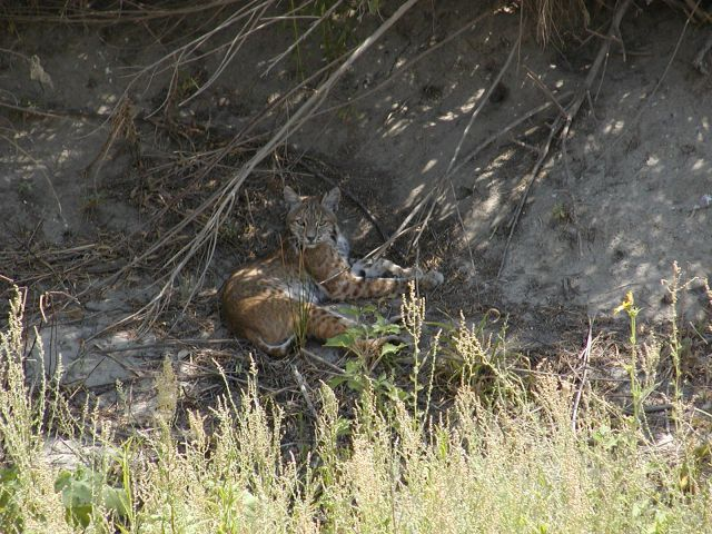 A bobcat resting in the shade among vegetation and dry earth.