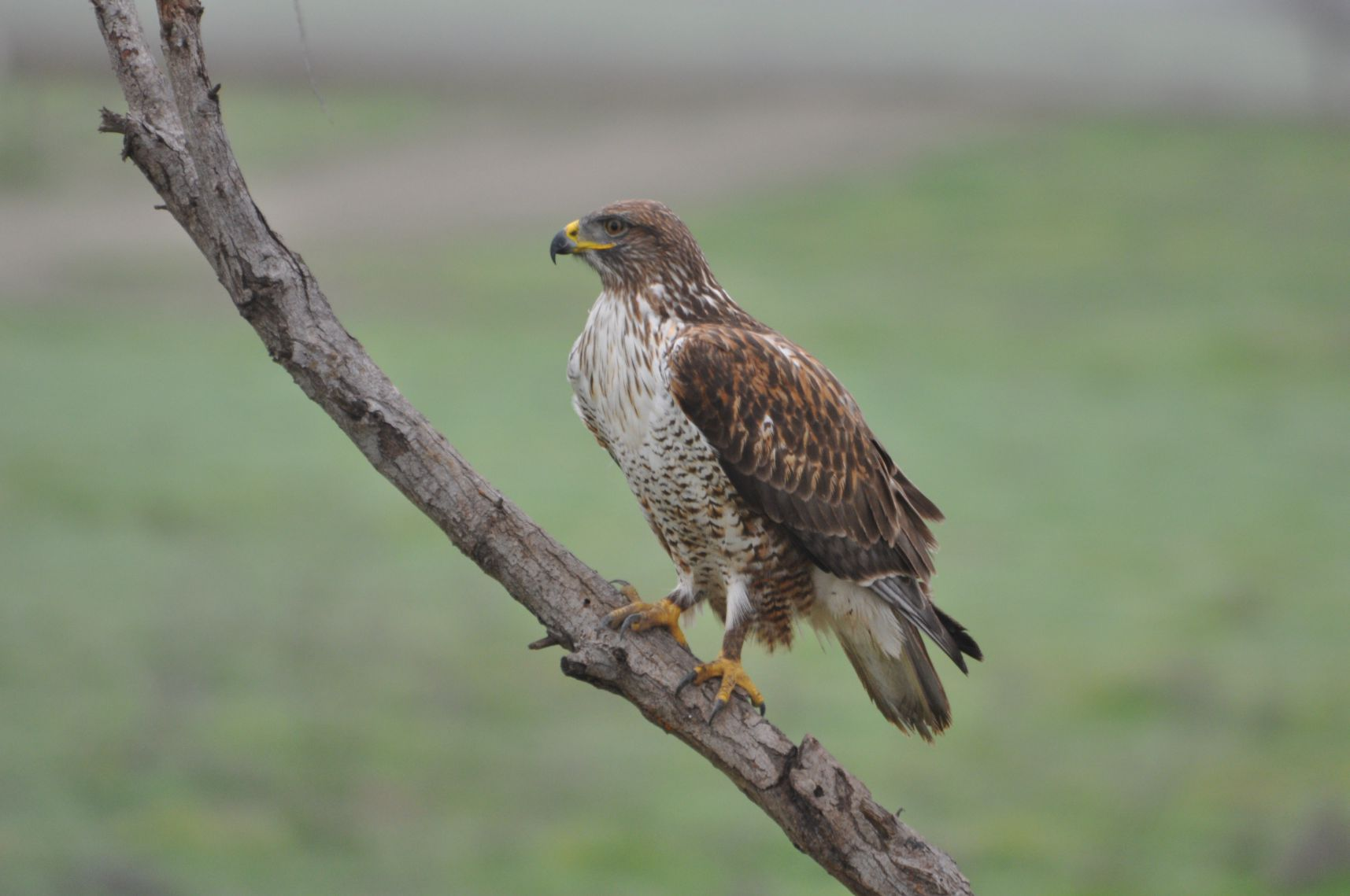 A majestic hawk perched on a tree branch, surveying its surroundings.