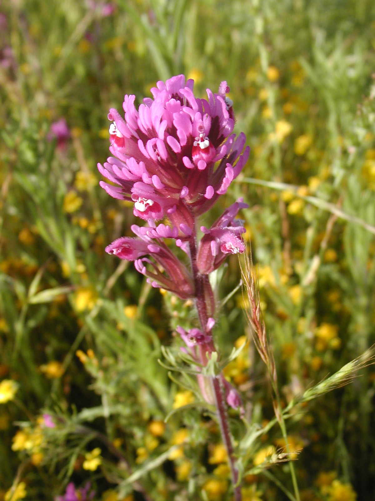 A vibrant pink flower with dewdrops against a background of greenery and yellow blossoms.