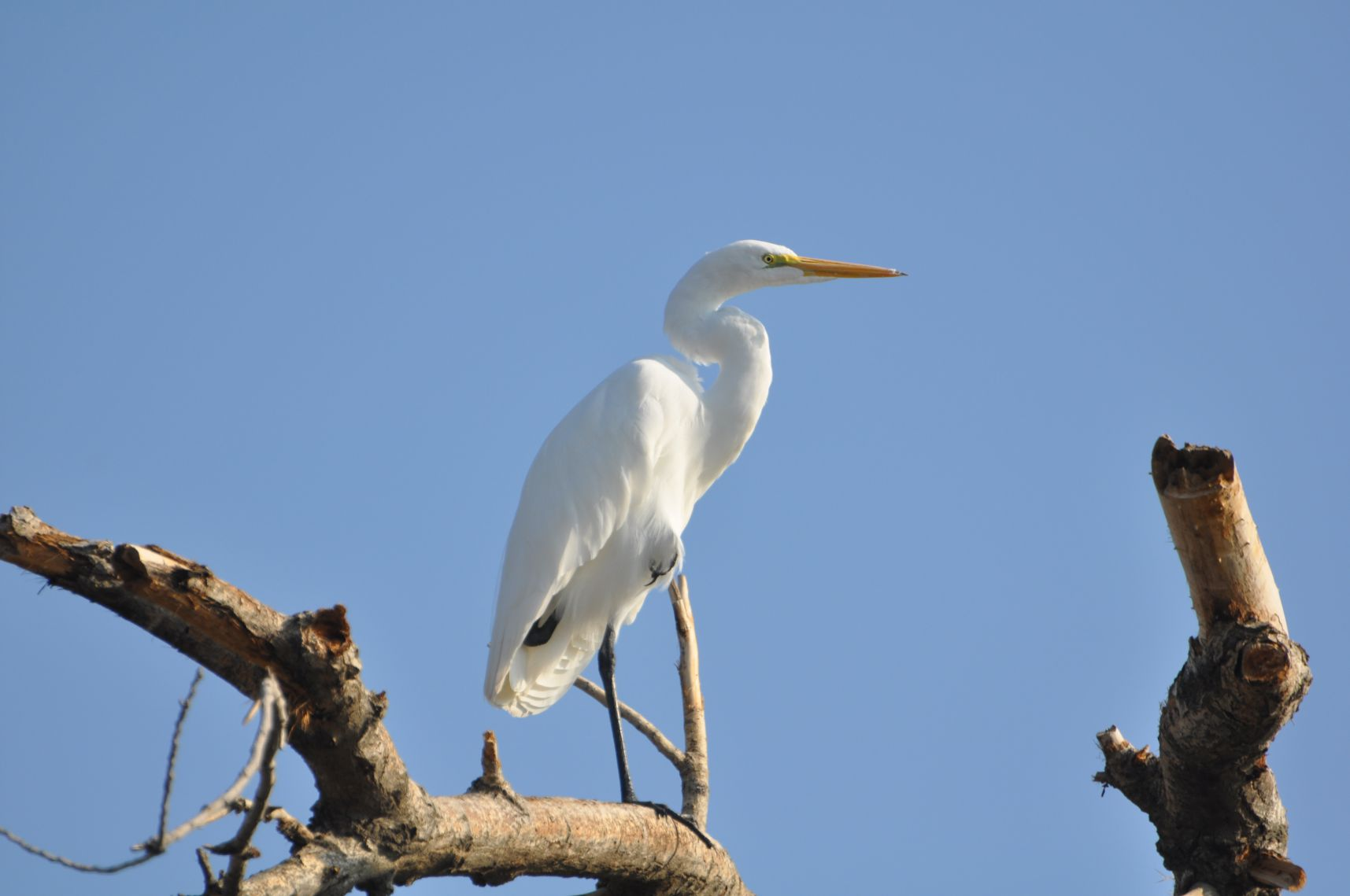 A white egret perched on a bare tree branch against a blue sky.