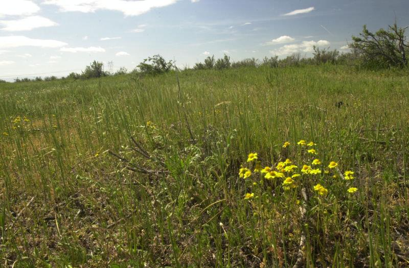 A sunny field with green grass and yellow wildflowers.