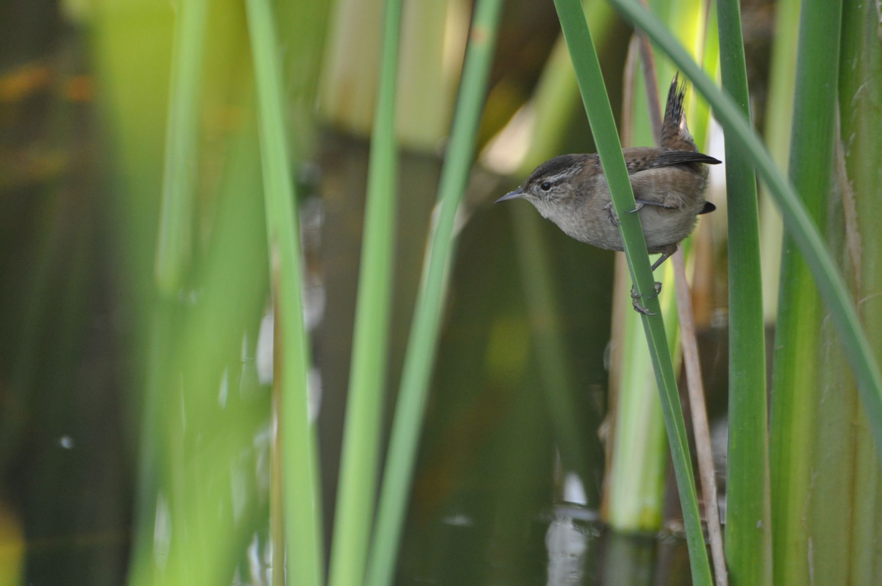A bird perched among green reeds by the water.