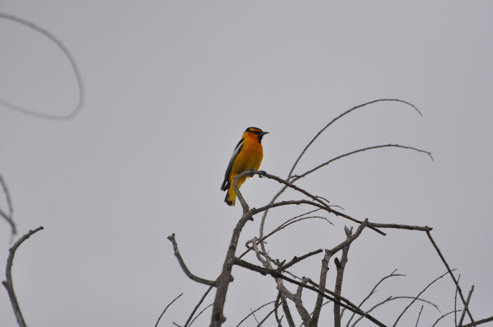 A colorful bird perched on bare branches against a cloudy sky.