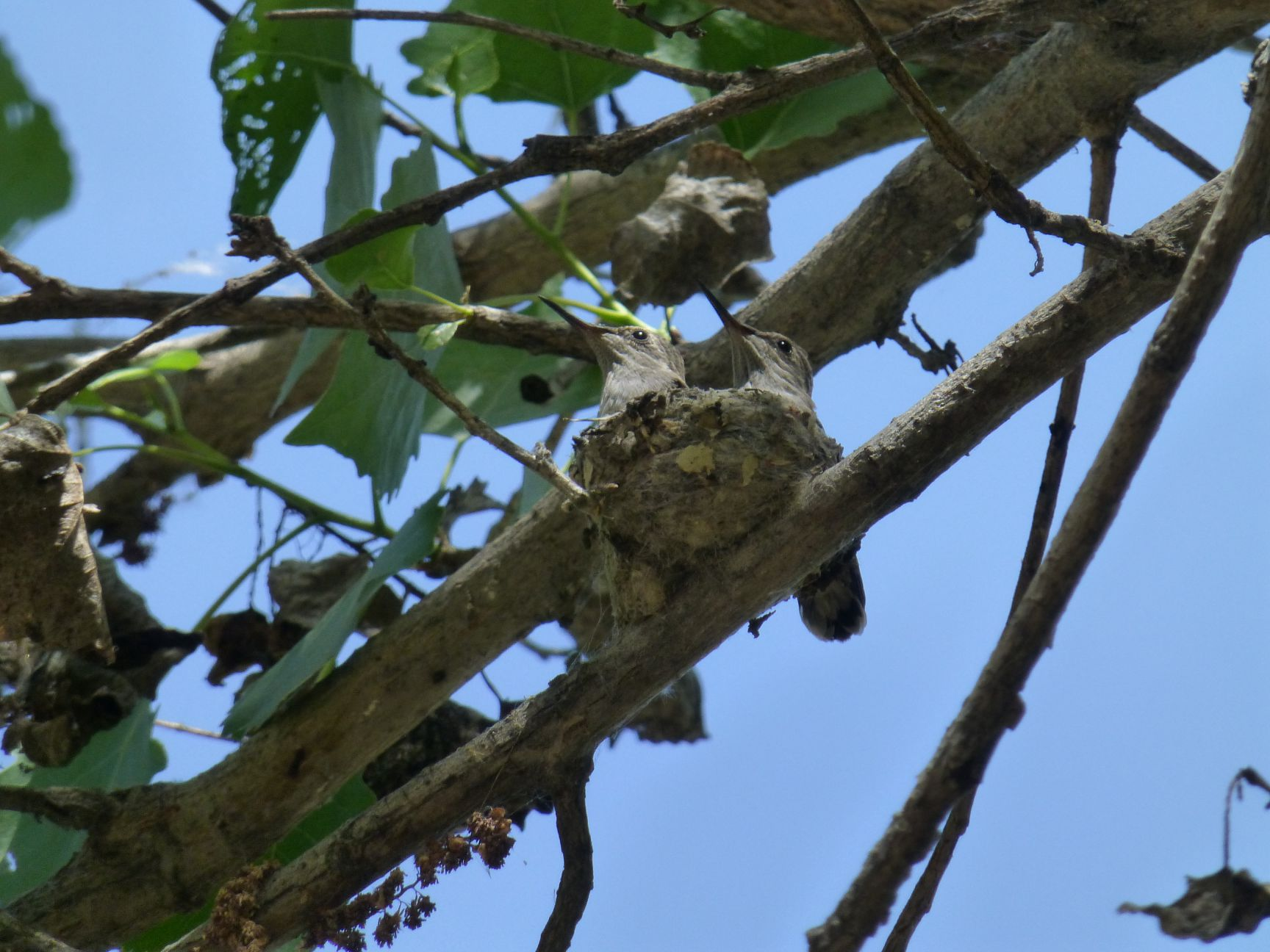 A hummingbird nest with chicks on a tree branch against a blue sky.