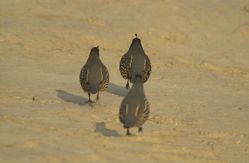 Three birds with patterned plumage walking on sandy ground.