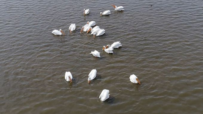 A flock of white pelicans floating on water.