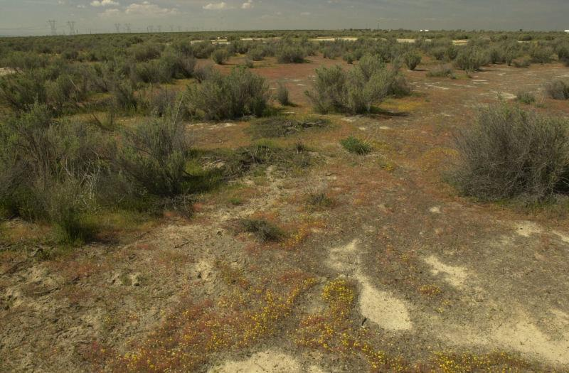 Arid landscape with sparse vegetation and small yellow flowers.
