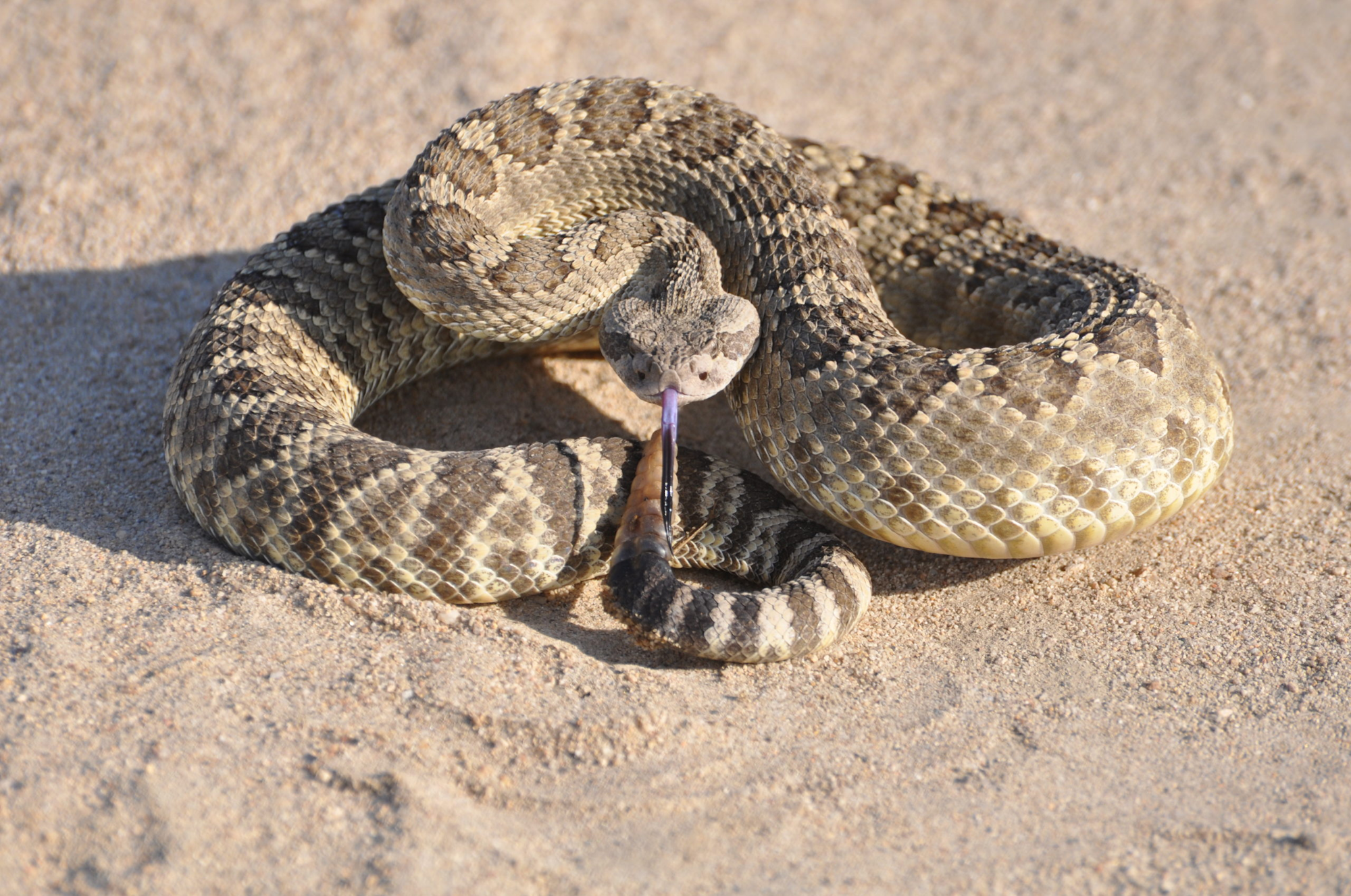 A coiled rattlesnake with tongue flicking out on sandy ground.