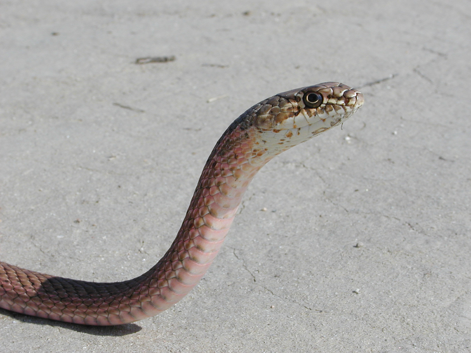 A brown snake with its head raised is on sandy ground.