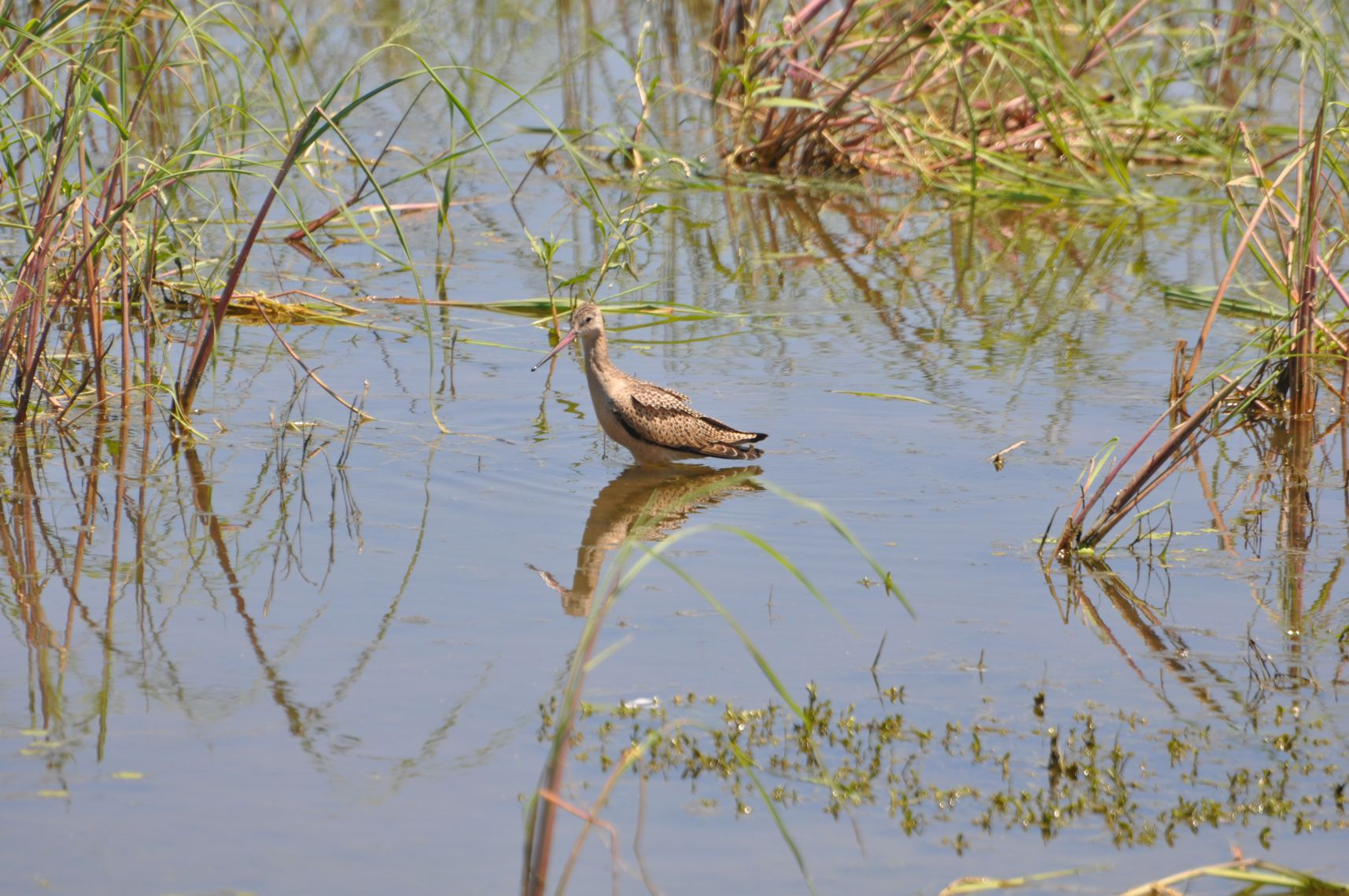 A long-billed bird wading in water with reflections and reeds.