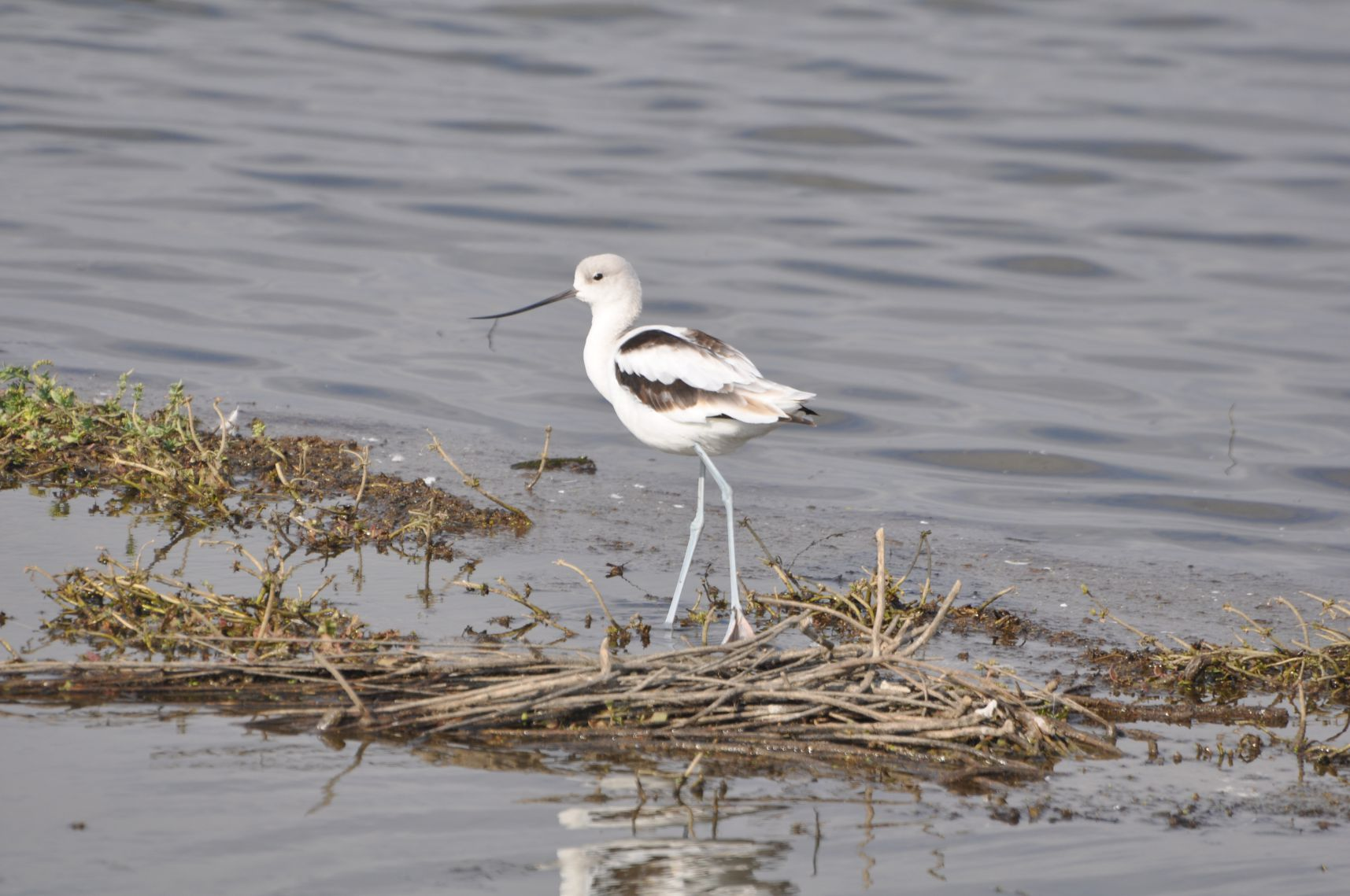 A bird with long legs standing on a patch of debris in the water.