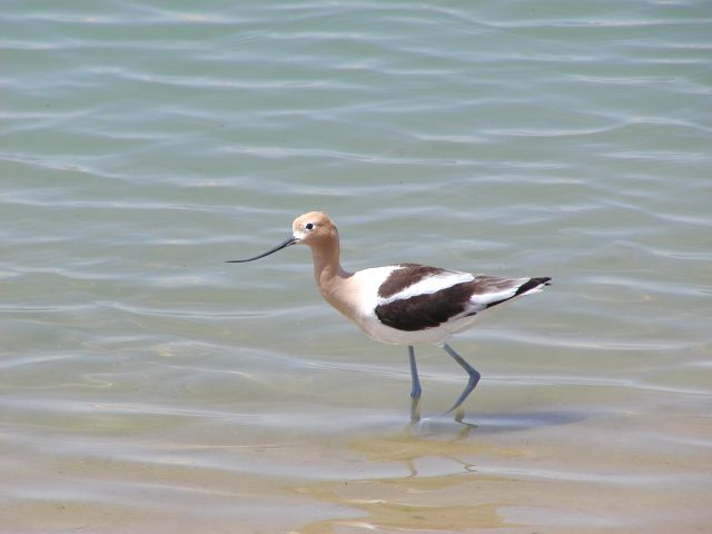An American Avocet wading in shallow water.