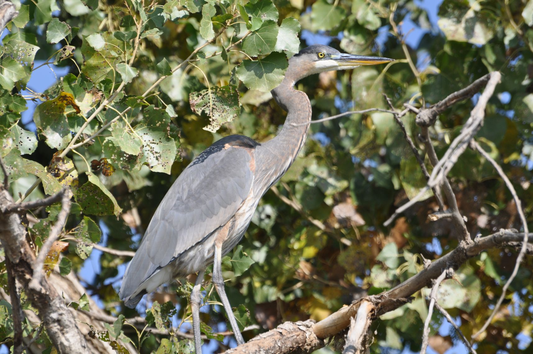A great blue heron perched on a branch among green leaves.