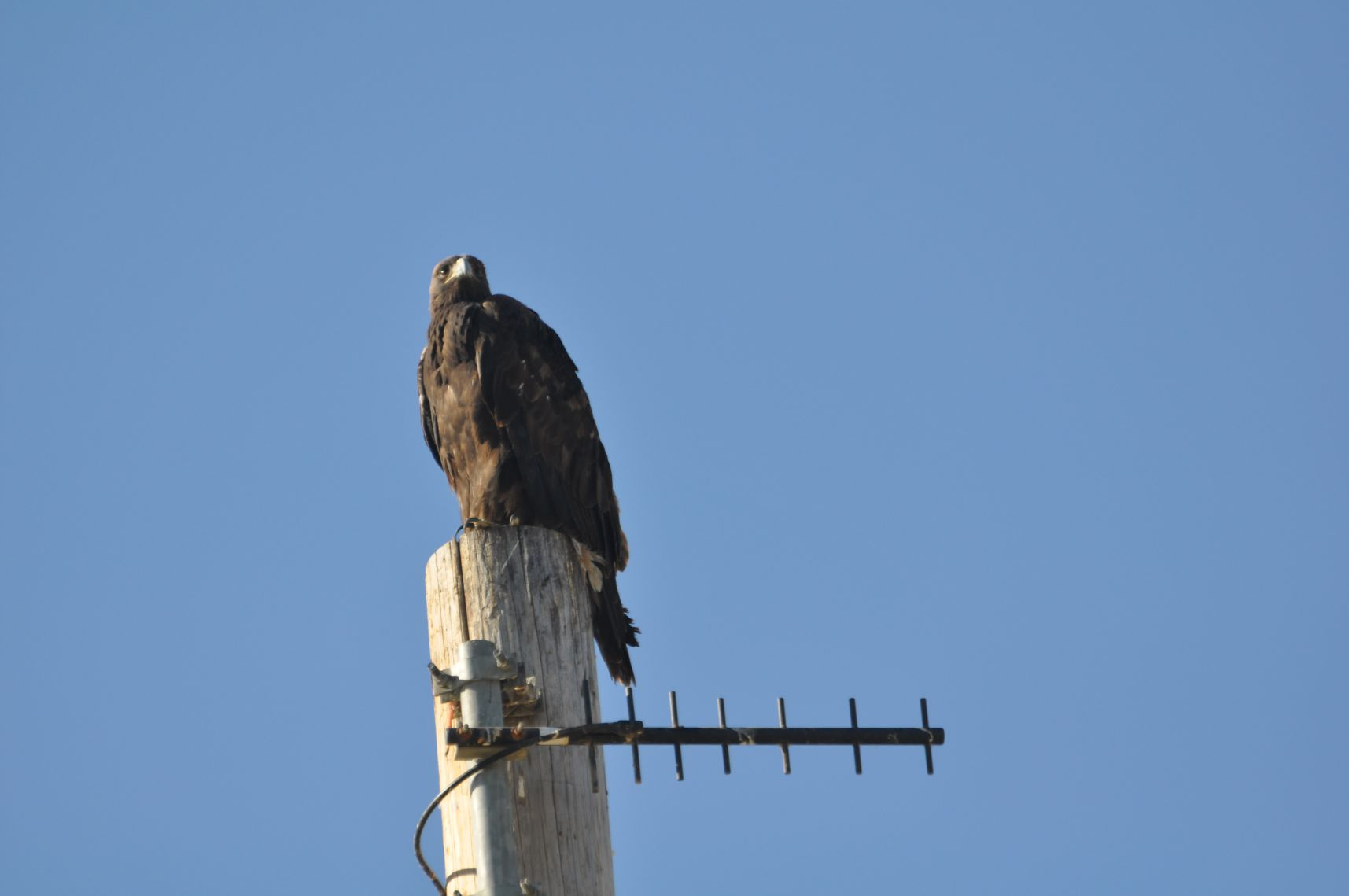 A bird, likely a raptor, perched atop a wooden pole with a clear blue sky in the background.