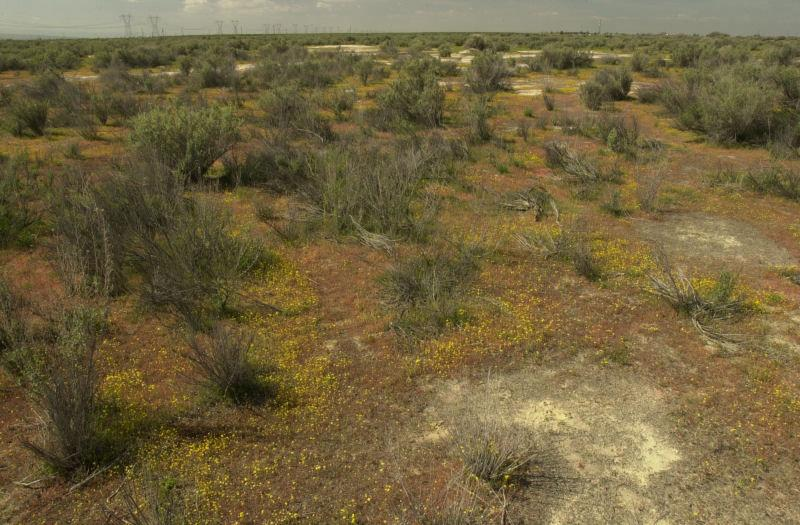 Semi-arid landscape with sparse vegetation and patches of yellow wildflowers.