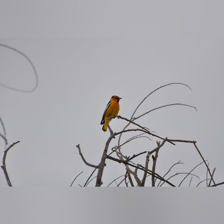 A colorful bird perched on a bare branch against a dull sky.