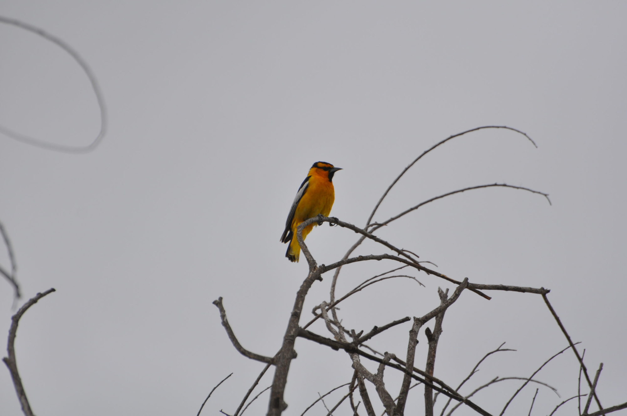 A colorful bird perched on a bare branch against a dull sky.