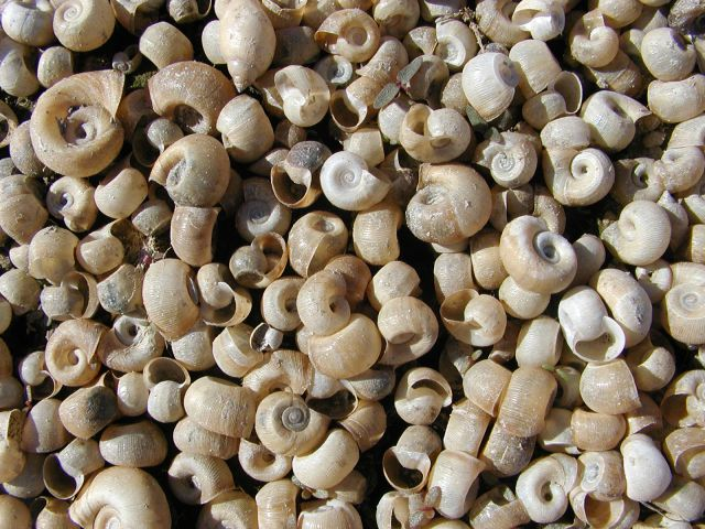 May contain: animal, invertebrate, sea life, seashell, fungus, and plant