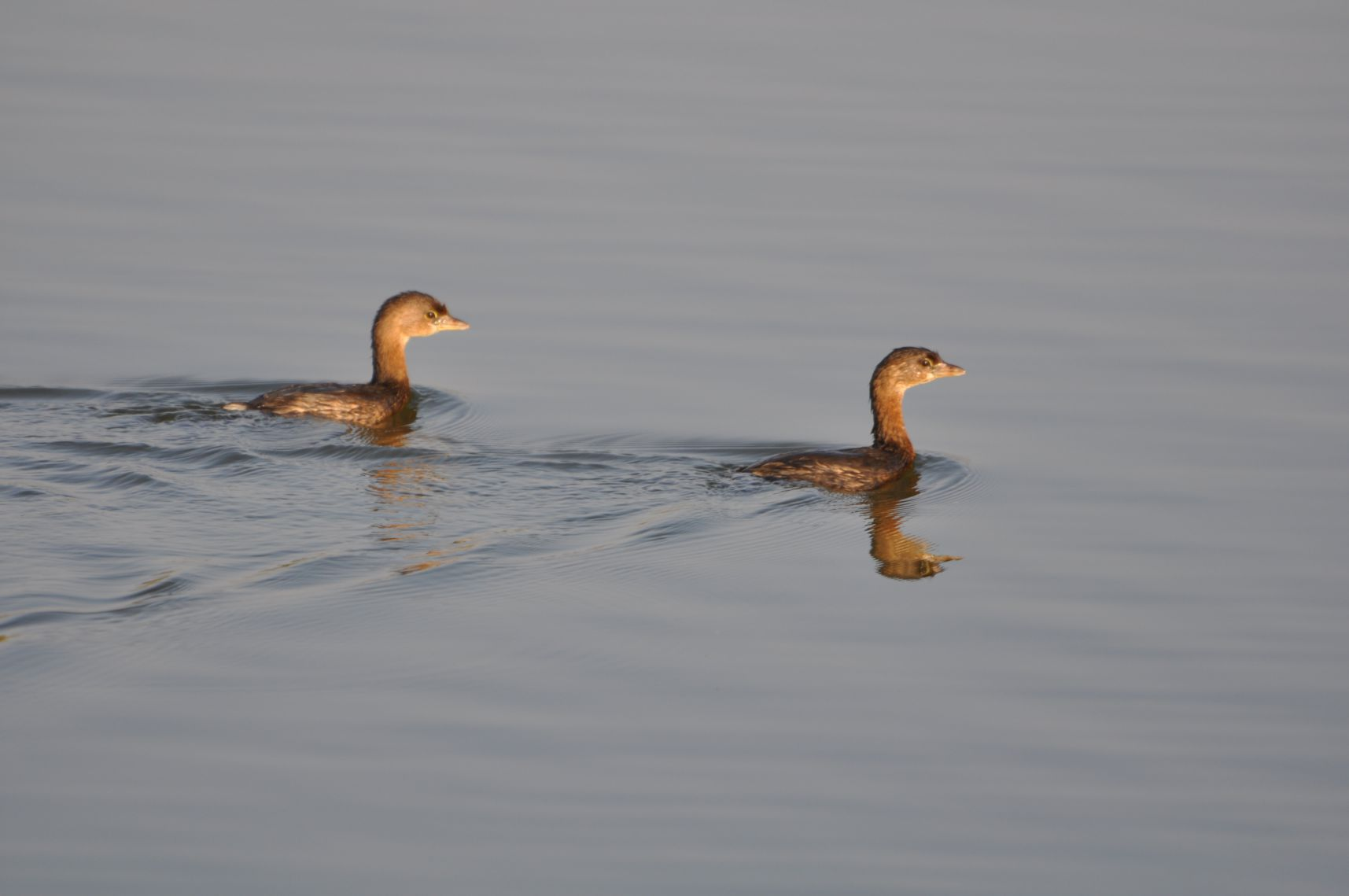 Two ducks swimming peacefully on calm water, creating ripples.