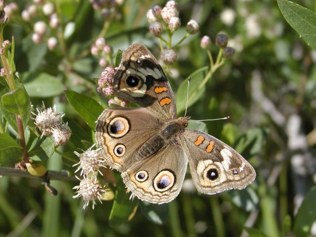 A common buckeye butterfly on flowers with green leaves in background.
