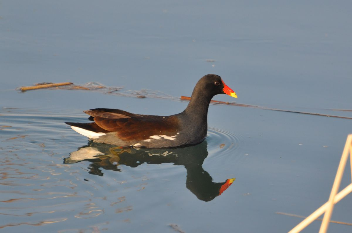 A moorhen swims on tranquil water, casting a clear reflection.