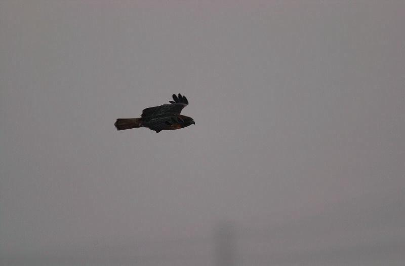A bird flying against a grey sky.