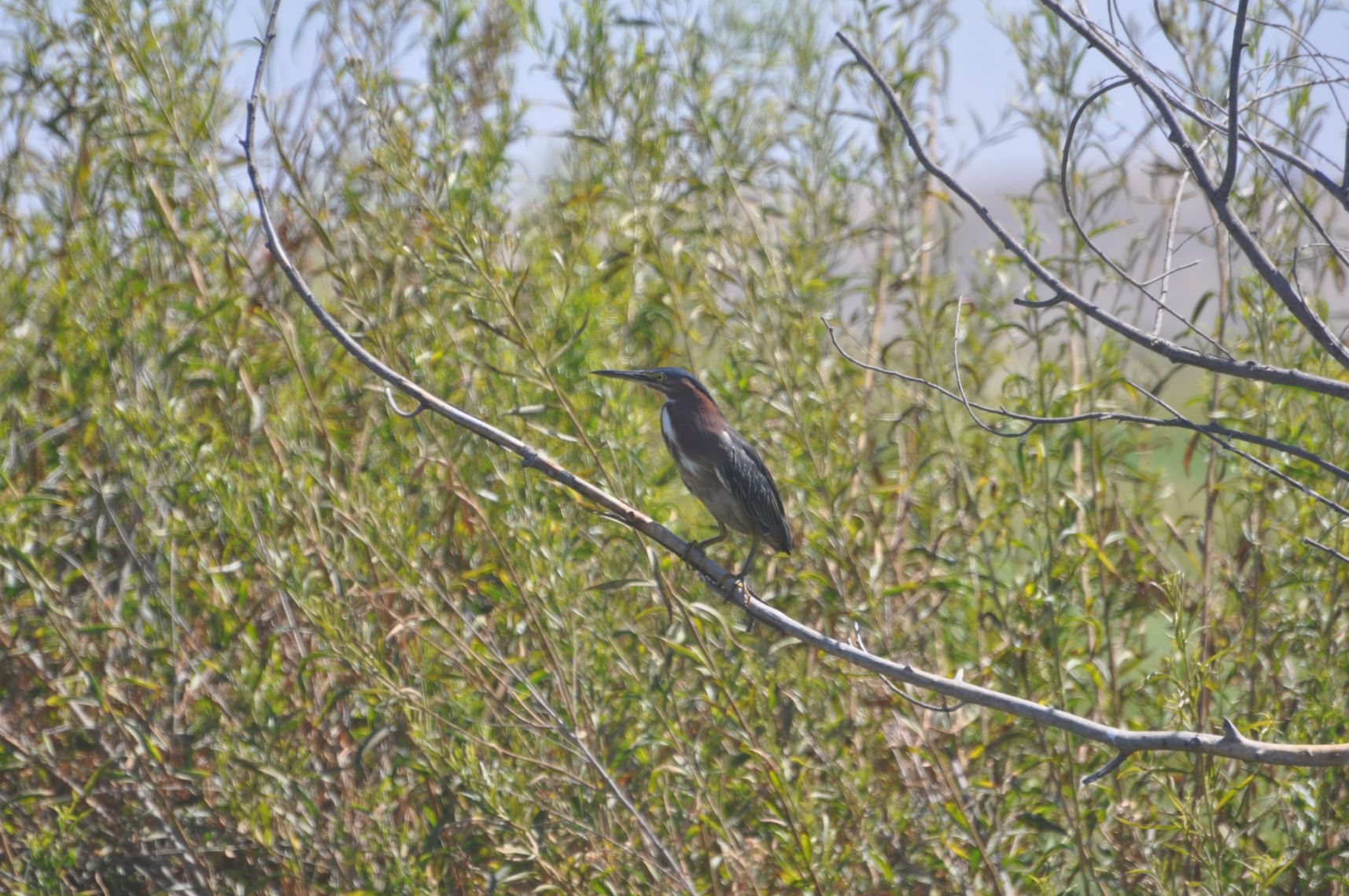 A bird perched on a branch amid green foliage.