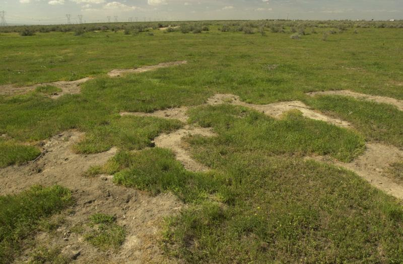 A grassy field with patches of bare soil and a cloudy sky in the background.
