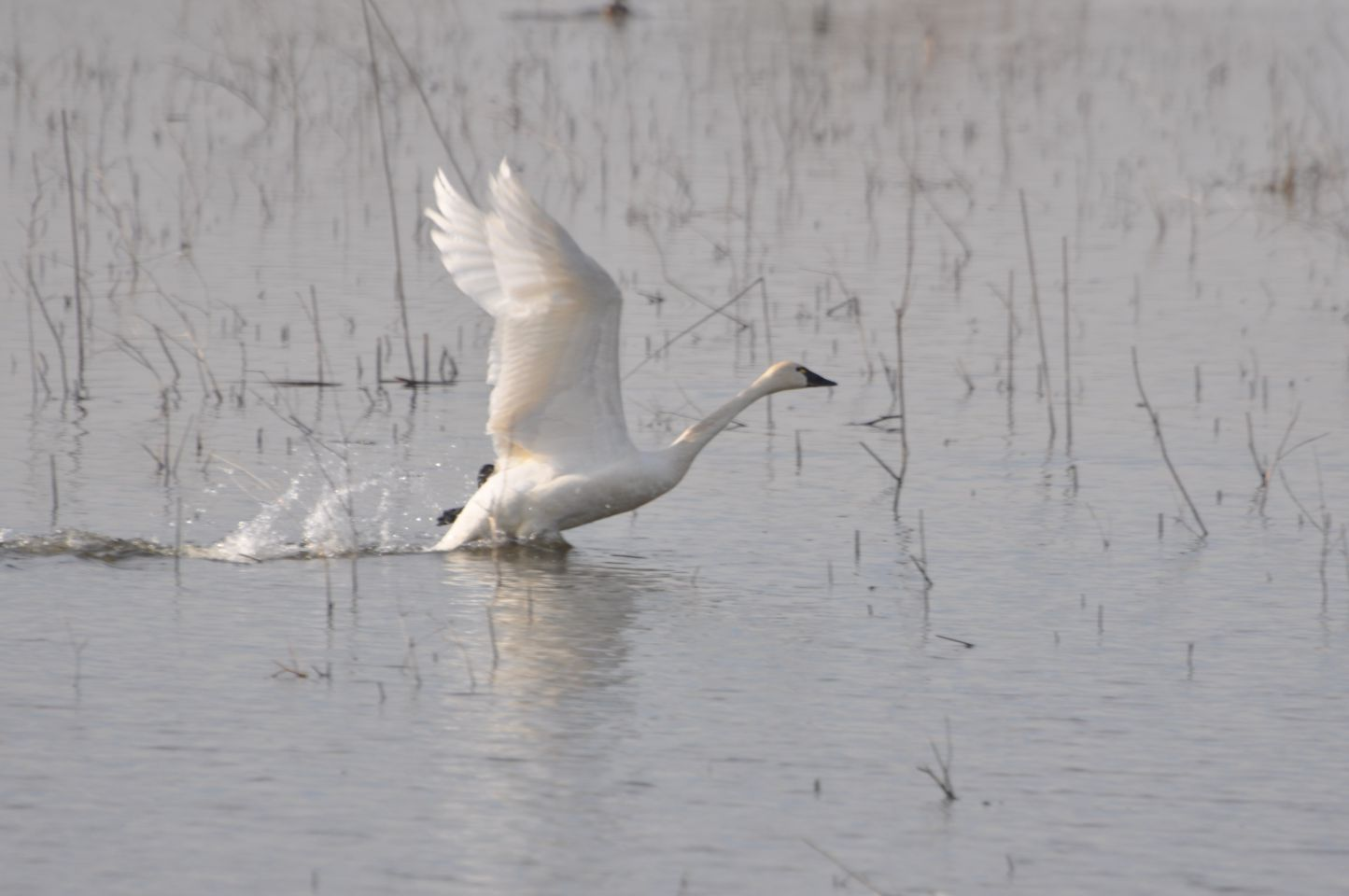A swan taking off from a water body.