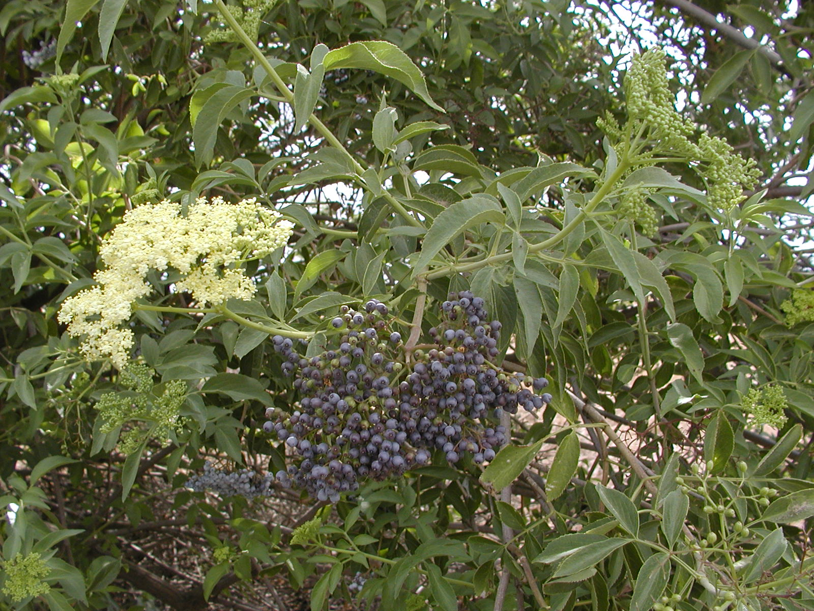 A shrub with clusters of purple berries and white flowers.