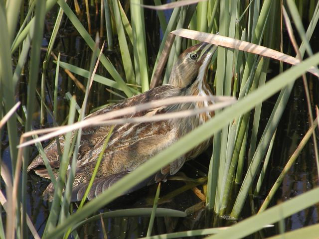 A camouflaged bird hiding among tall green reeds at the water's edge.