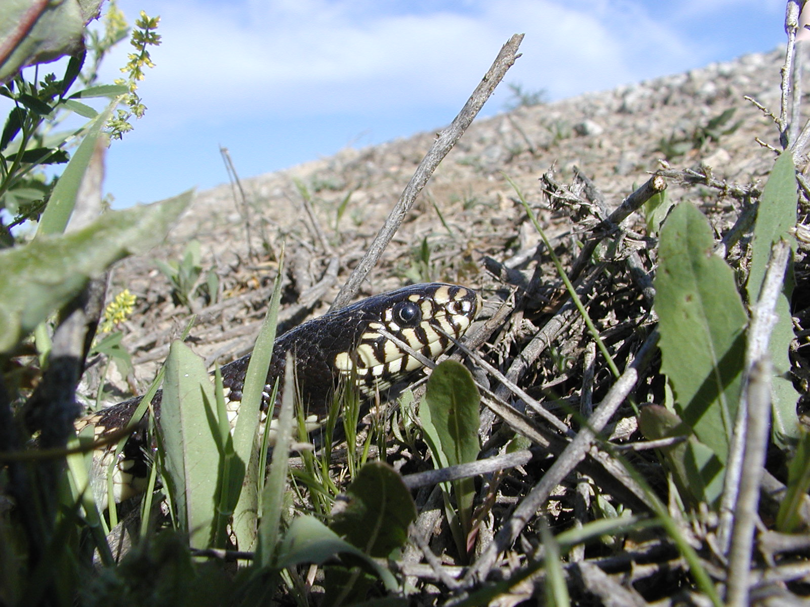 A lizard camouflaged among grass and twigs under a blue sky.