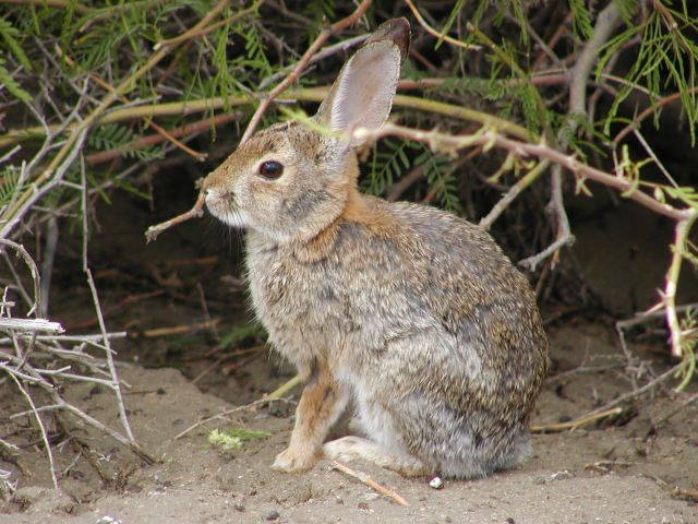 A rabbit sitting under shrubbery.