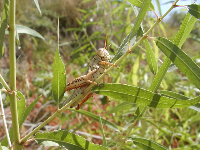 A grasshopper on a plant.