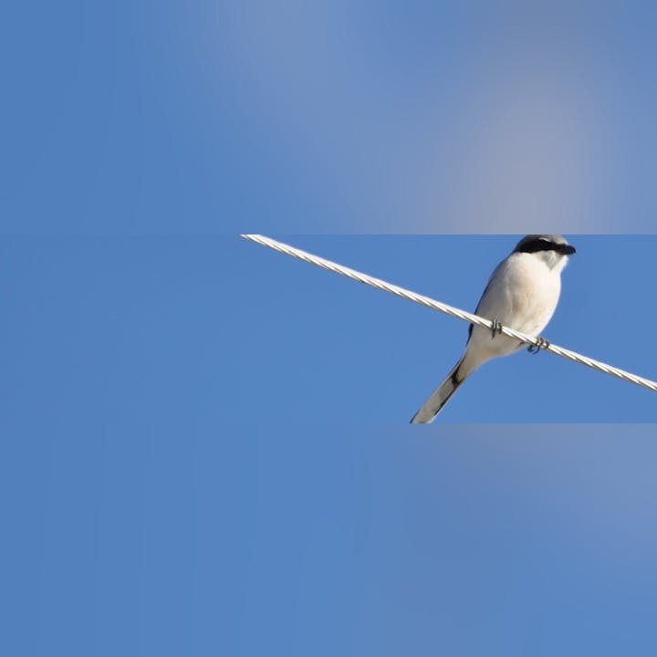 Bird perched on a wire against a blue sky.