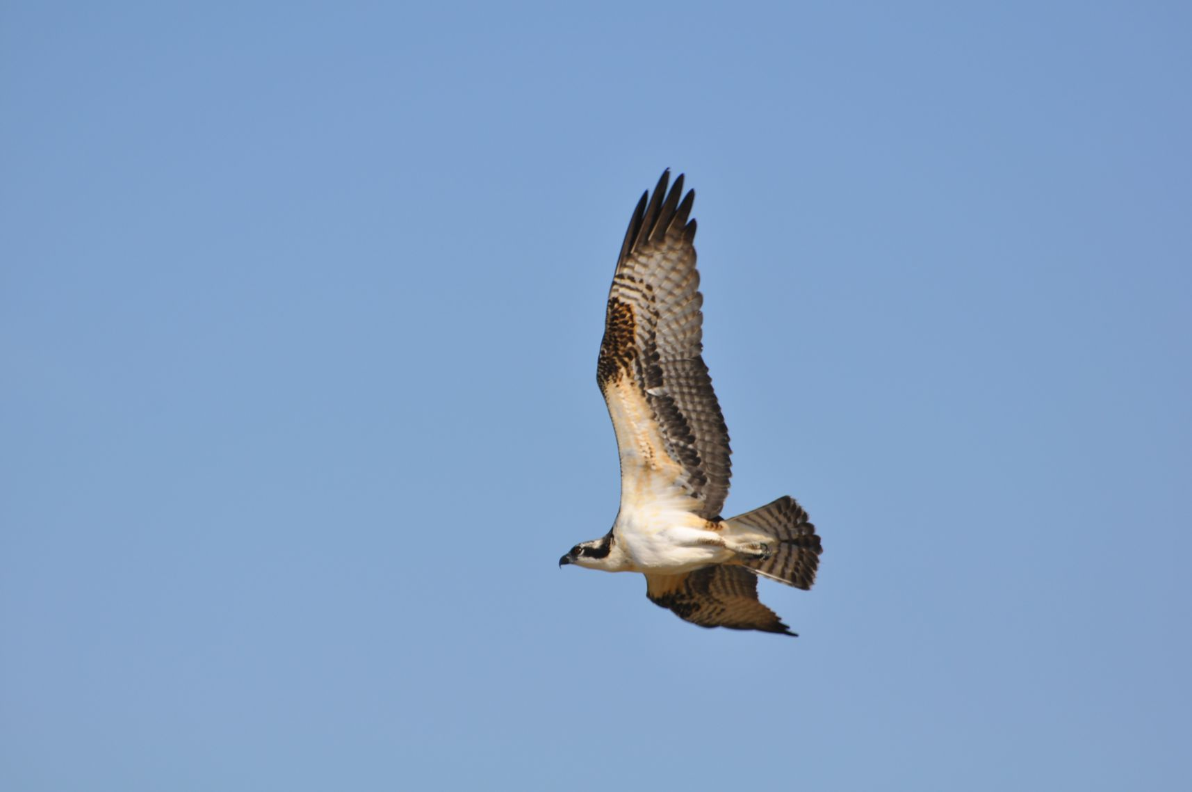 An osprey in mid-flight against a clear blue sky.
