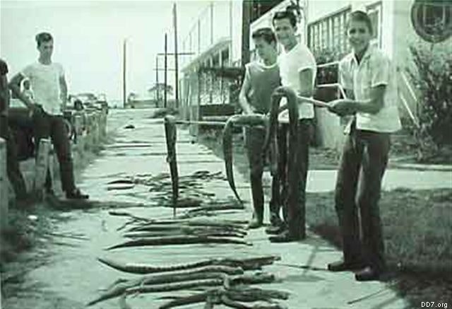Four people stand on a sidewalk with numerous caught fish laid out in front of them.