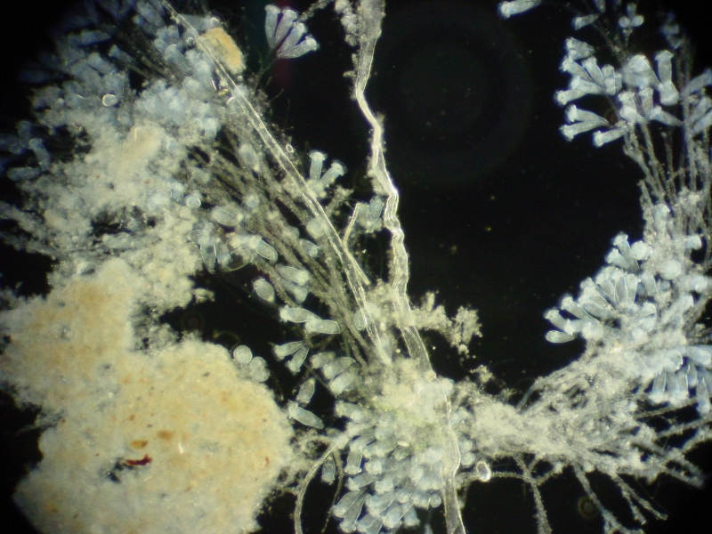 Microscopic view of crystals, possibly from a chemical or biological sample.