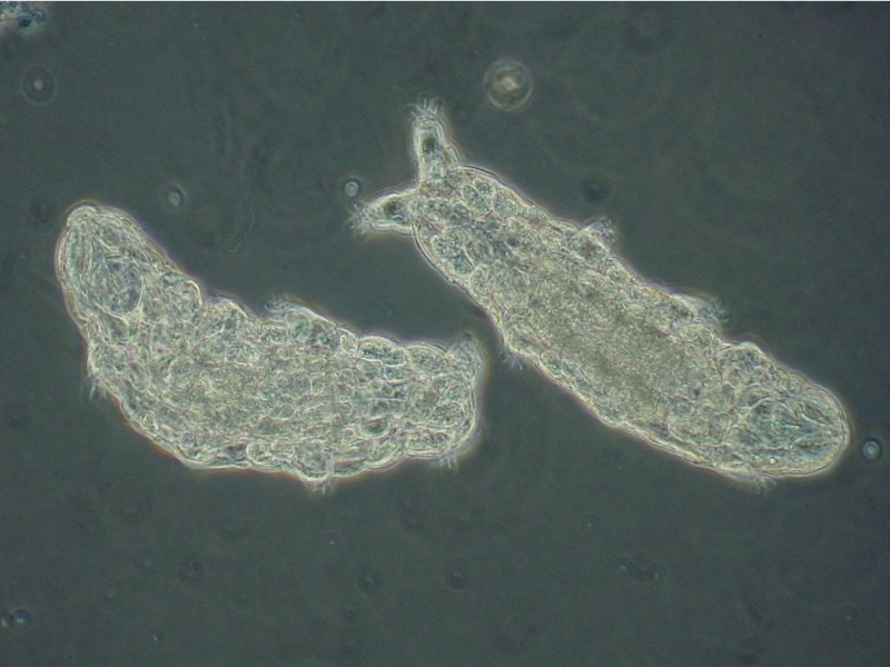 Microscopic image of cells, likely from a biological sample, showing intricate structures and details.